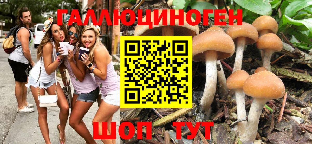 Алейск  Псилоцибиновые грибы Psilocybine cubensis  Вход с VPN 